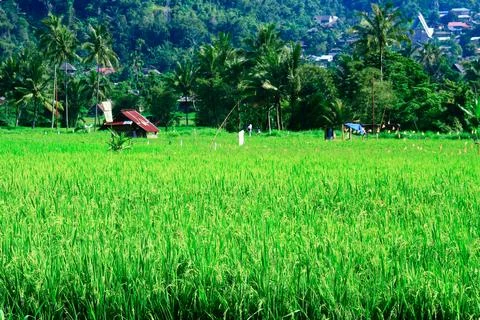 View of rice fields with green rice plants and blue sky, behind is a mountain Stock Photos
