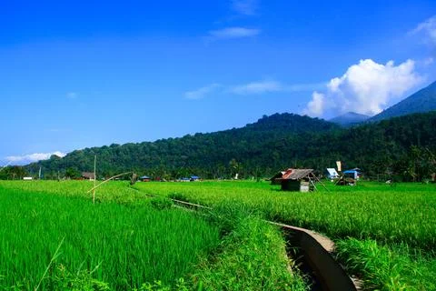 View of rice fields with green rice plants and blue sky, behind is a mountain Stock Photos