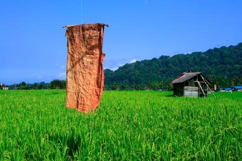 View of rice fields with green rice plants and blue sky, behind is a mountain Stock Photos