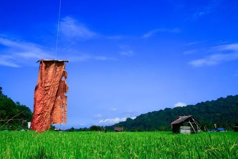 View of rice fields with green rice plants and blue sky, behind is a mountain Foto stock