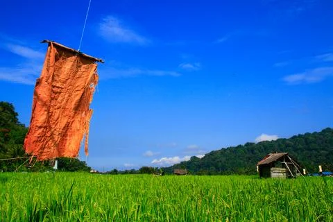View of rice fields with green rice plants and blue sky, behind is a mountain Foto stock