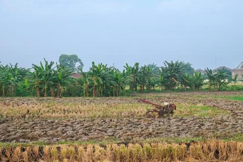 View of rice fields that have been harvested and will be plowed using a tract Stock Photos