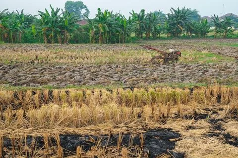 View of rice fields that have been harvested and will be plowed using a tract Stock Photos
