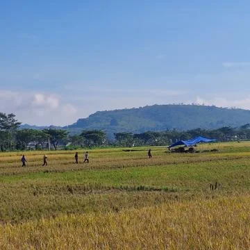 The view of rice fields that have turned yellow ready to be harvested Stock Photos