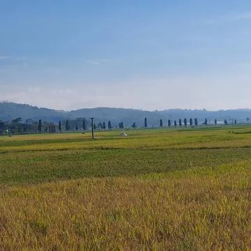 The view of rice fields that have turned yellow ready to be harvested Stock Photos