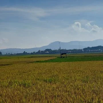 The view of rice fields that have turned yellow ready to be harvested Stock Photos