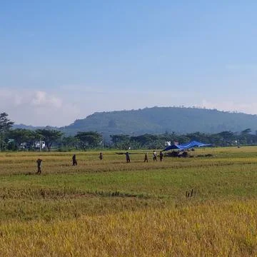 The view of rice fields that have turned yellow ready to be harvested Stock Photos