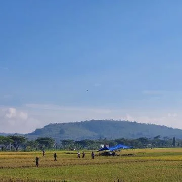 The view of rice fields that have turned yellow ready to be harvested Stock Photos