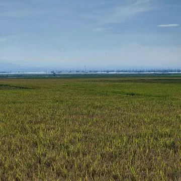 The view of rice fields that have turned yellow ready to be harvested Stock Photos