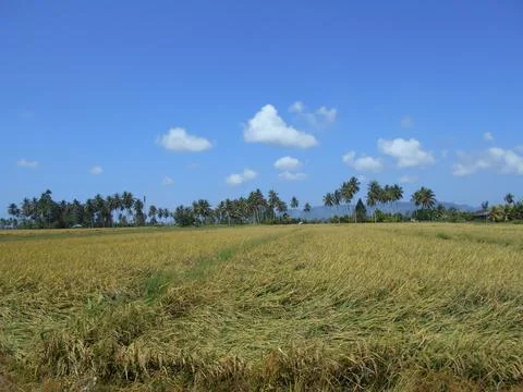 View of rice fields with hills in the background Stock Photos