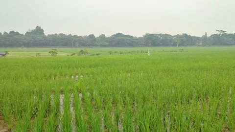 View of rice fields in Indonesia with footpath Stock Footage 322770361