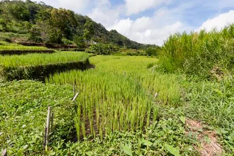 View of Rice fields from Kolo Rongo hot spring Stock Photos