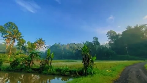 The view of the rice fields in the morning Stock Footage 182480658