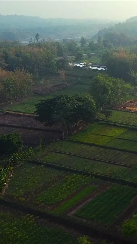 View of rice fields in the morning Vídeos de archivo 262966706