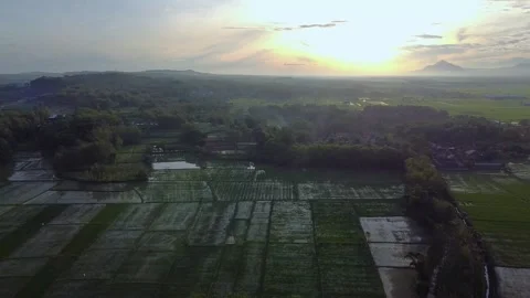 View of rice fields in the morning seen from above Vídeos de archivo 263463451