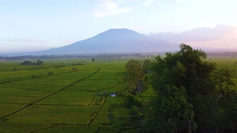 View of rice fields with Mount Lawu in the background which is very beautiful Stock Footage 285999626