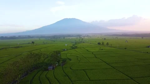 View of rice fields with Mount Lawu in the background which is very beautiful Stock Footage 285999629
