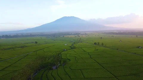 View of rice fields with Mount Lawu in the background which is very beautiful Stock Footage 285999667