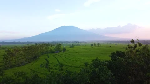 View of rice fields with Mount Lawu in the background which is very beautiful Stock Footage 285999675