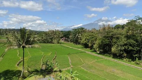 View of rice fields with Mount Merbabu in the background. Stock Photos