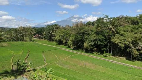 View of rice fields with Mount Merbabu in the background. Stock Photos