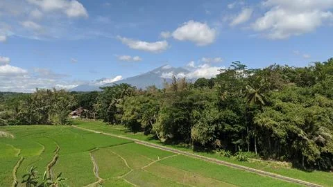 View of rice fields with Mount Merbabu in the background. Stock Photos