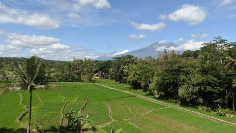 View of rice fields with Mount Merbabu in the background. Stock Photos