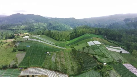 View of rice fields in the mountain area Stock Footage 277682357