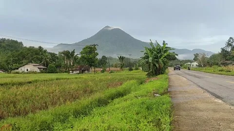View of rice fields with mountains in the background. Video stock 221503748