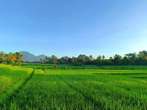 View of rice fields with mountains in the background in Bali. Stock Photos