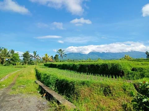 View of rice fields near Mount Batukaru Stock Photos
