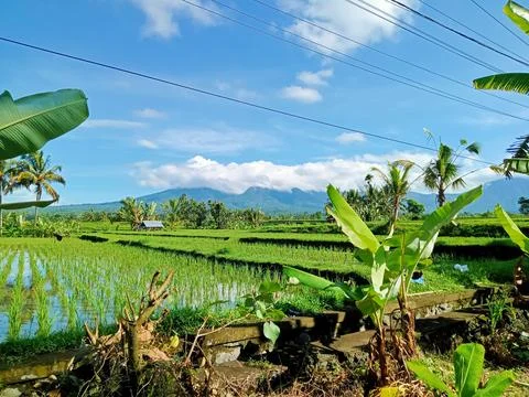View of rice fields near Mount Batukaru Stock Photos