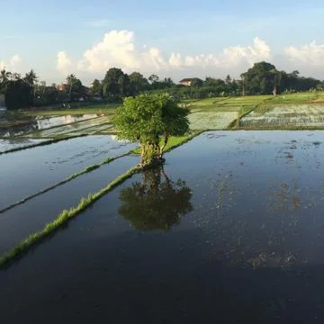 View of rice fields Stock Photos