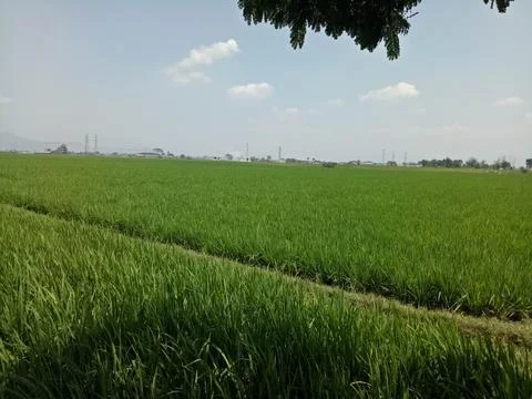 View of rice fields 스톡 사진