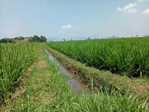 View of rice fields 스톡 사진
