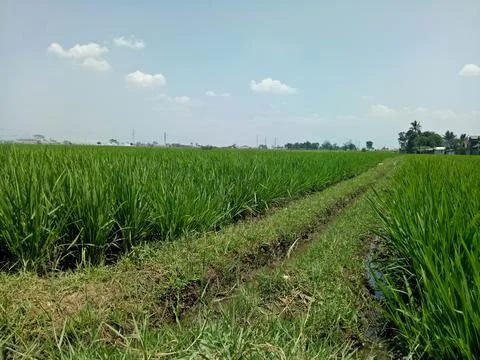 View of rice fields 스톡 사진