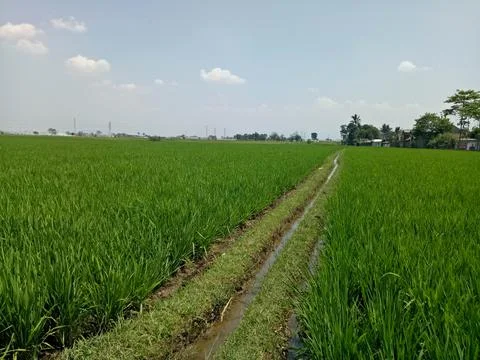 View of rice fields 스톡 사진