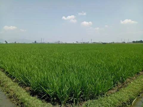 View of rice fields 스톡 사진