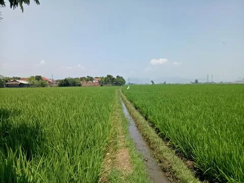 View of rice fields 스톡 사진
