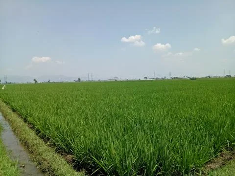 View of rice fields 스톡 사진