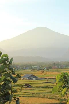 View of the rice fields Foto stock