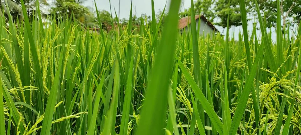 View of rice fields Stock Photos