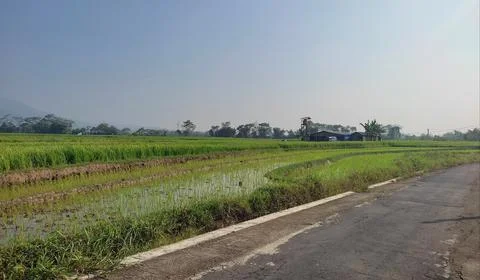 View of rice fields Stock Photos