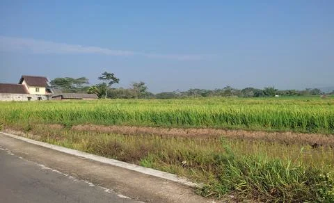 View of rice fields Stock Photos