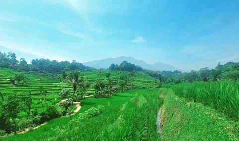 View of rice fields Stock Photos