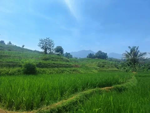 View of rice fields Stock Photos