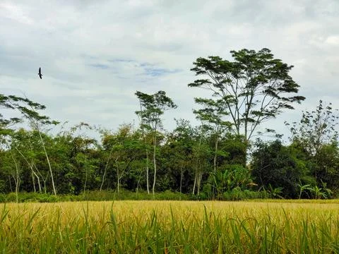 View of rice fields 写真素材