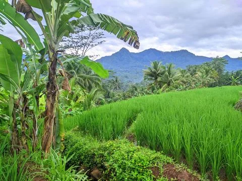 View of rice fields Stock Photos