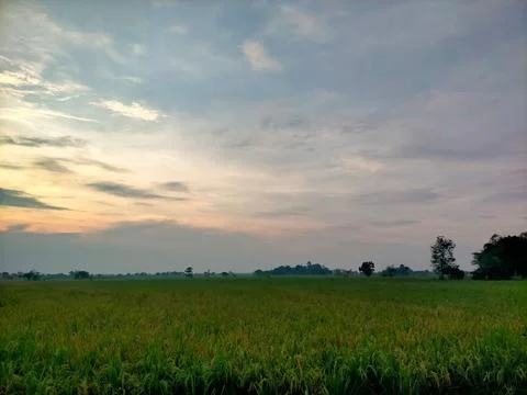 View of rice fields 스톡 사진