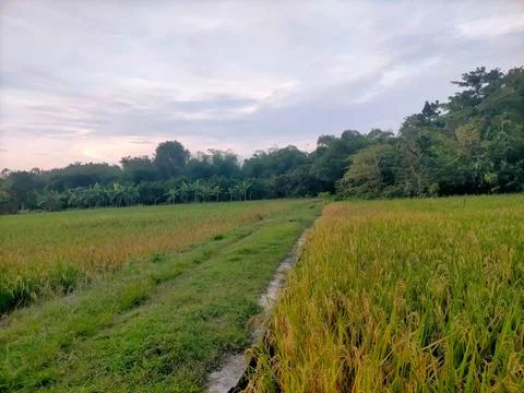 View of rice fields Stock Photos